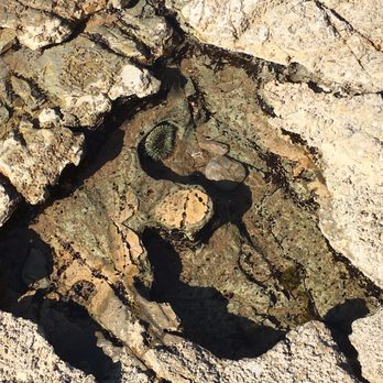 Ocean Trails - Tide pools ! - Hiking Near Me - Rancho Palos Verdes, California