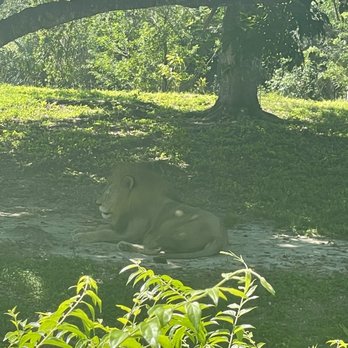 Zoo Miami - Lion - Zoos Near Me - Miami, Florida Zoo Miami - Lion - Zoos Near Me - Miami, Florida