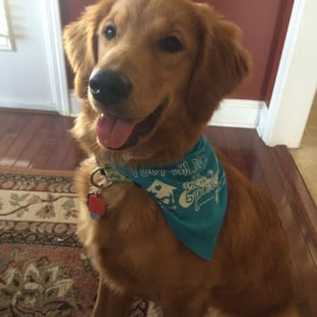Pet Palooza - Bailey in her Pet Palooza bandana! - Festivals Near Me - Charlotte, North Carolina Pet Palooza - Bailey in her Pet Palooza bandana! - Festivals Near Me - Charlotte, North Carolina