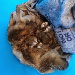 Pacific Coast Animal Control - Baby raccoons
