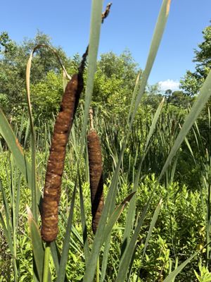 Caw Caw Interpretive Center by null