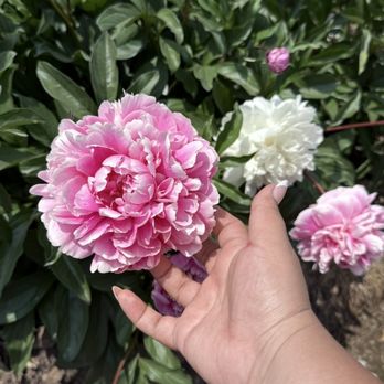 California Peony - Pick Your Own Farms Near Me - Callahan, California