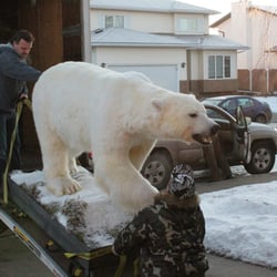 Conklin Moving - we move everything from fridges to polar bears?