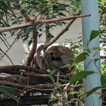 Artis - Zoos Near Me - Amsterdam, New Hampshire