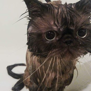 Love Pet Grooming - Pet Groomers Near Me - Westminster, Colorado Love Pet Grooming - Pet Groomers Near Me - Westminster, Colorado