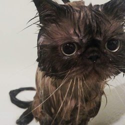 Love Pet Grooming