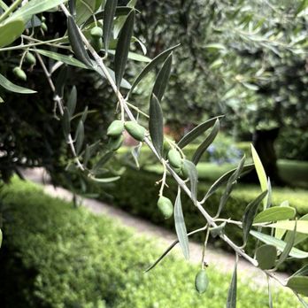 Kolbe Hotel - Baby olives - Hotels Near Me - Rome, RM