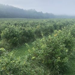 Burdick Blueberries