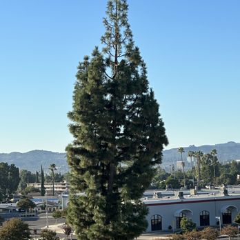 Zuniga's Tree Service - a tree in the middle of a parking lot - Landscaping Near Me - Los Angeles, California Zuniga's Tree Service - a tree in the middle of a parking lot - Landscaping Near Me - Los Angeles, California