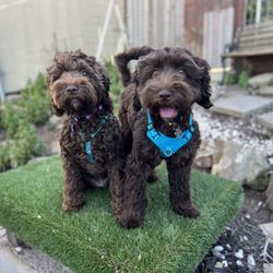 K9 Lounge - The puppies: Penny and Sophie