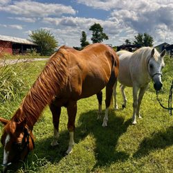 River Hill Stables - Grazing