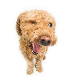 Derby City Critters Sitters - Call them today!