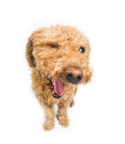 Derby City Critters Sitters - pet boarding facility in Louisville, KY