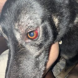 Grateful Pets - Vet finding "Severe redness (subconjunctival hemorrhage) in both eyes, likely due to pressure on the neck during grooming."