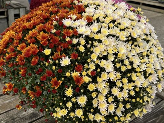 Homestead Gardens by null