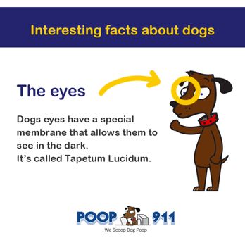 Poop 911 - Pet Waste Removal Near Me Poop 911 - Pet Waste Removal Near Me