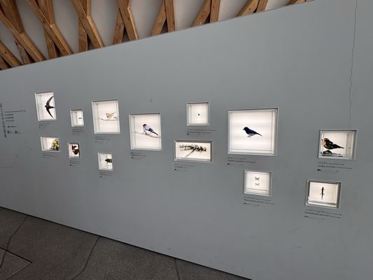 Mt. Fuji World Heritage Centre by null