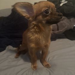 Pet's Friend - Photo of my dog Rosie