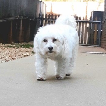 Harmony Pet Resort - Molly - Pet Groomers Near Me - Eatonton, Georgia