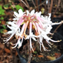 Photo of Native and Uncommon Plants