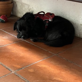Spiga - A very well behaved puppy in the store! - Cafes Near Me - San Juan, Puerto Rico