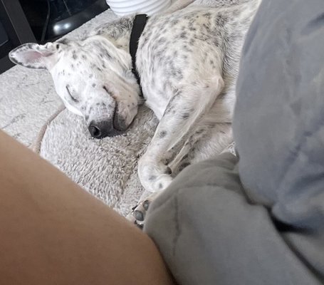 Lucky Dog Animal Rescue by null