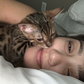 Precious Bengals - She's so affectionate and comes willingly for cuddles - Pet Breeders Near Me