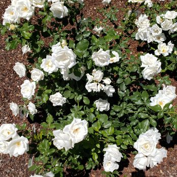 Rose Garden - Botanical Gardens Near Me - El Paso, Texas