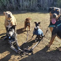 It takes real skill to get five dogs to pose all at once! It takes real skill to get five dogs to pose all at once!