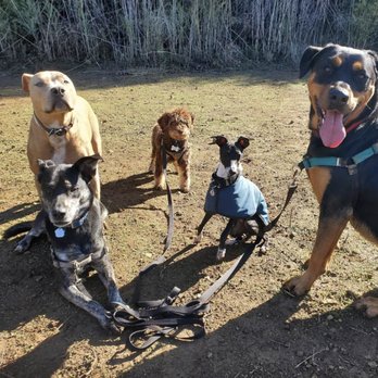 Jet Dog - It takes real skill to get five dogs to pose all at once! - Dog Walkers Near Me Jet Dog - It takes real skill to get five dogs to pose all at once! - Dog Walkers Near Me