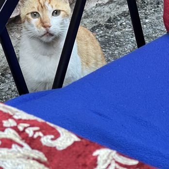 Anatolia Restaurant - Cat by our table. - Turkish Near Me - Istanbul, 34 Anatolia Restaurant - Cat by our table. - Turkish Near Me - Istanbul, 34