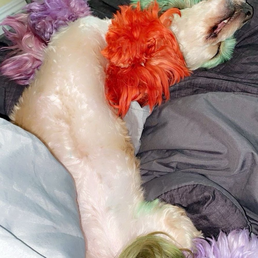 Purrfectly Pampered Paws - Pet Groomers Near Me - Lancaster, California Purrfectly Pampered Paws - Pet Groomers Near Me - Lancaster, California
