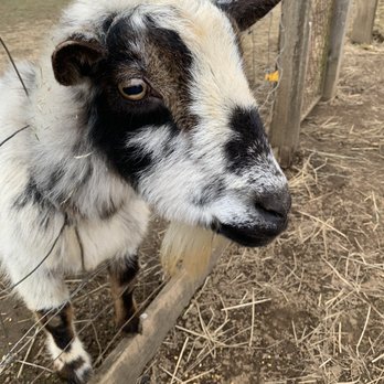 The Flower Farmer - Sniket, the 20 year old hungry goat! - Florists Near Me - Canby, Oregon