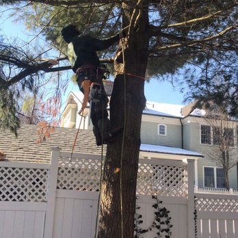 Green Valley Tree Service - Starting to cut off limbs - Tree Services Near Me - White Plains, New York
