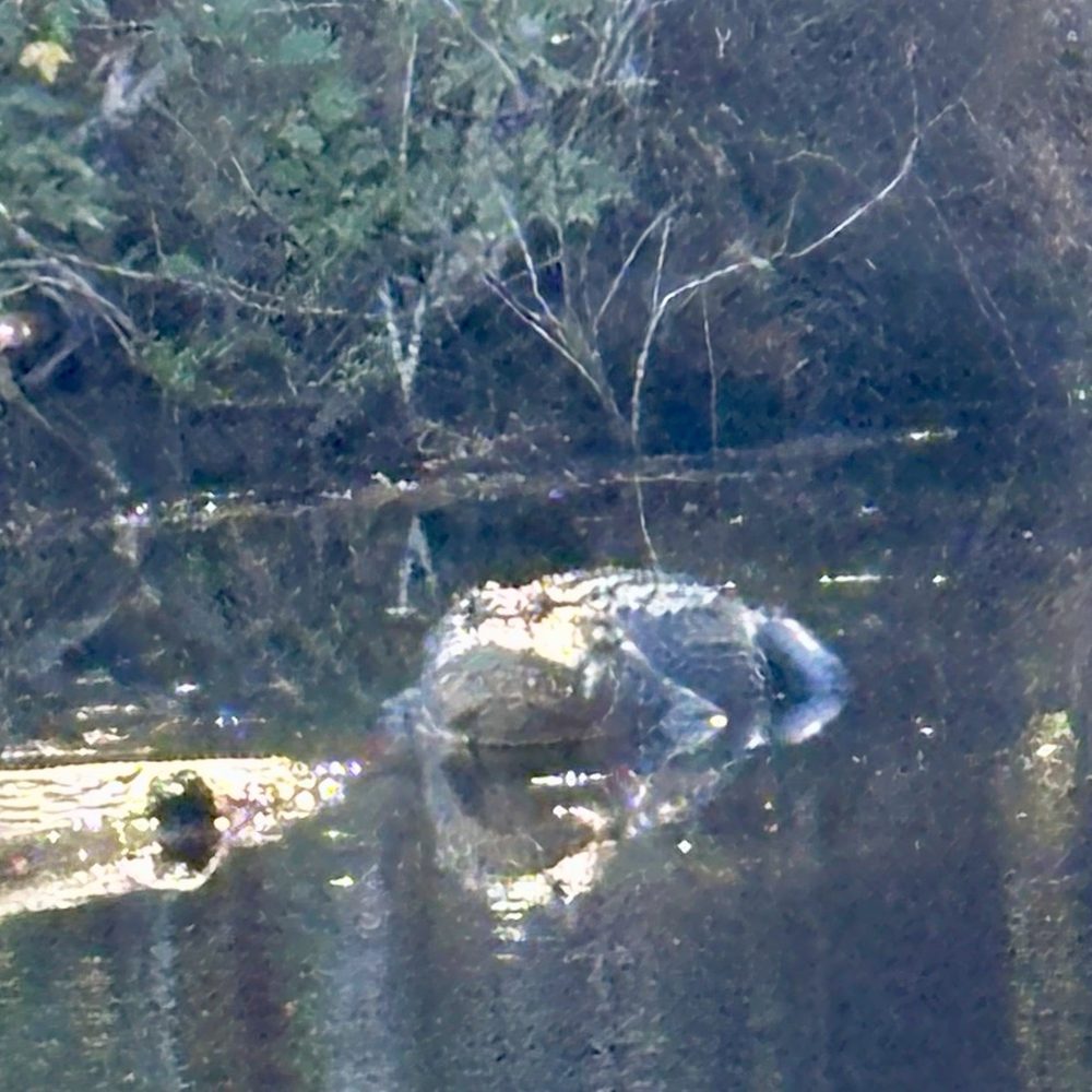 Airboat Wildlife Adventures - Boating Near Me - Sebring, Florida