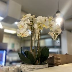 Banh Mi Station - A display of orchid