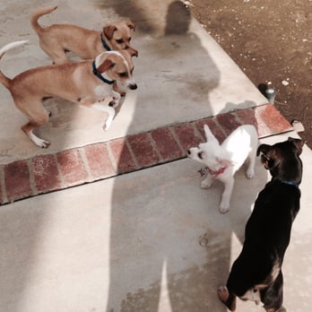 Petco - Pet Training Near Me - Fontana, California Petco - Pet Training Near Me - Fontana, California