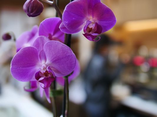 Cafe Diem NYC by null