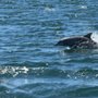 Glass Bottom Dolphin Tours