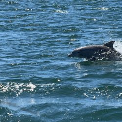 Glass Bottom Dolphin Tours