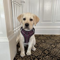 Sound Veterinary Hospital - Puppy