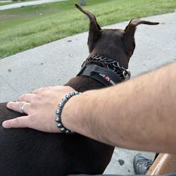 Eisenhower Park - Pup break during our midweek stroll around the park.