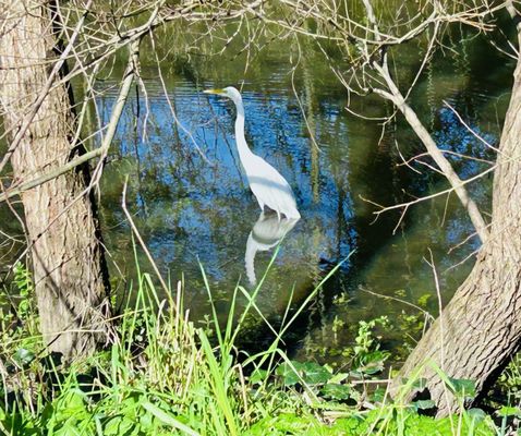 Laguna de Santa Rosa Trail by null