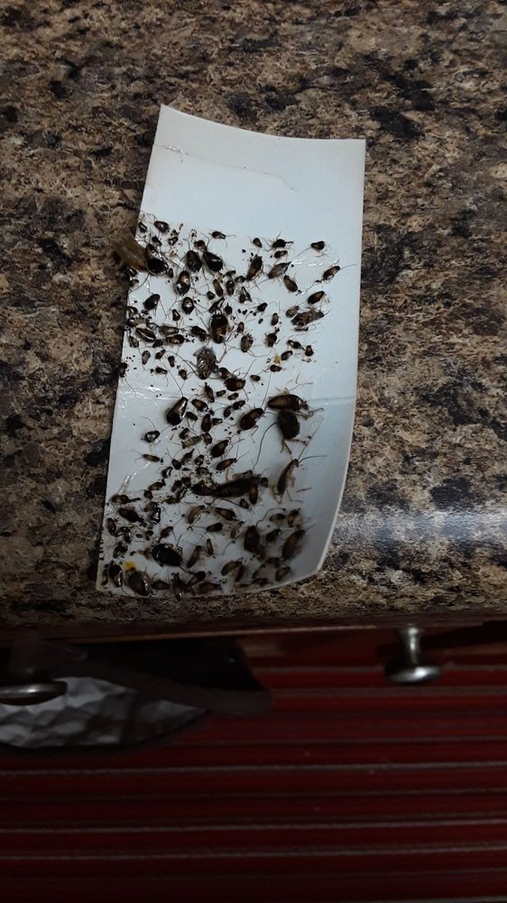 CANDLEWOOD APARTMENTS Updated April 2024 5908 Oak River Dr, Tampa