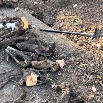 Stump Blaster - Tree Services Near Me - Sacramento, California Stump Blaster - Tree Services Near Me - Sacramento, California