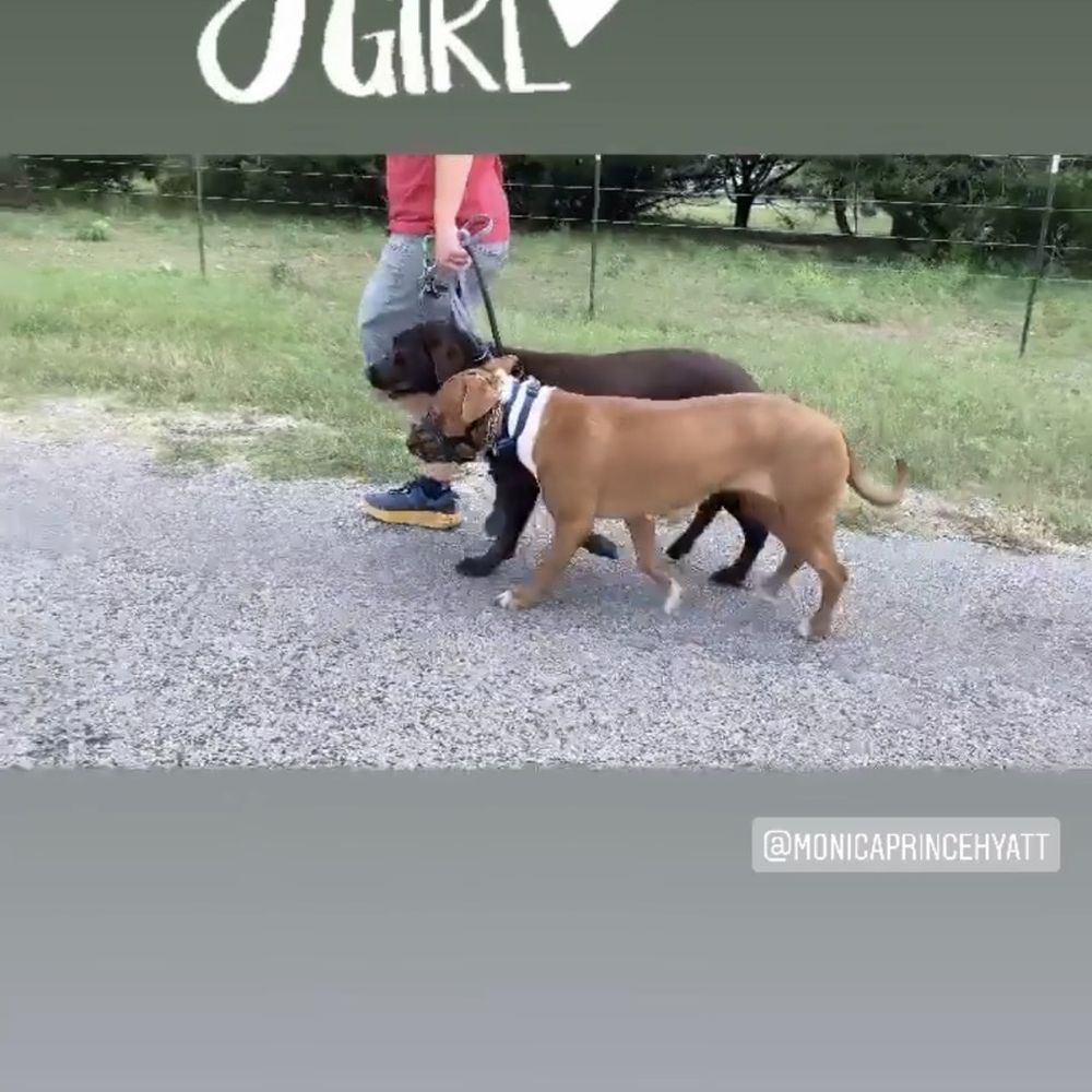 Deep Water K9 - Pet Training Near Me Deep Water K9 - Pet Training Near Me