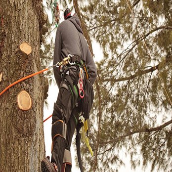 Cookes Tree Service 1 - Tree Services Near Me - Humboldt, Iowa Cookes Tree Service 1 - Tree Services Near Me - Humboldt, Iowa