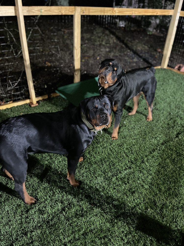 PAWADISE PET SITTING Updated September 2024 12 Photos Clinton, Maryland Pet Boarding