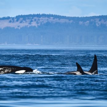 Outer Island Expeditions - Orca pod - Fishing Near Me - Eastsound, Washington
