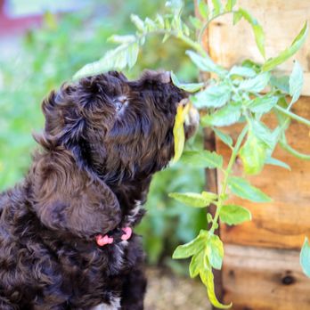 Elite Blend Labradoodles - Pet Breeders Near Me Elite Blend Labradoodles - Pet Breeders Near Me